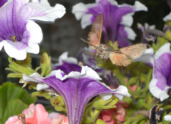 Conferma identificazione - Macroglossum stellatarum